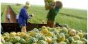 Cultivo de Piña