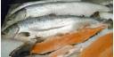 Salmón Chileno