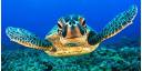 Tortugas Marinas