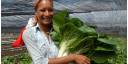 Agricultura urbana