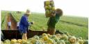 Comercialización de productos agrícolas