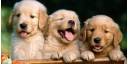 Cachorritos