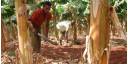 Cooperativa en Artemisa