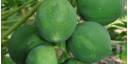 Producción alimentaria nacional