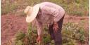 Programa para incentivar el cultivo de jícama