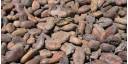 Cacao antiguo