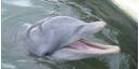 Delfinario en Jardines del Rey