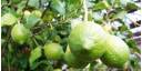 Limones 