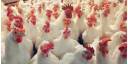Gallinas 