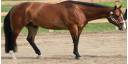 Caballo
