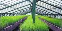 Impulsan producción de vitroplantas en el país