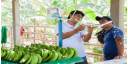 Productores de banano de Piura diseñan y construyen balanzas solares