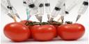 Alimentos trangénicos
