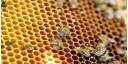 Miel de abeja