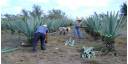 Agroindustria henequenera