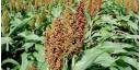 Cultivo de sorgo