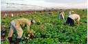 Agricultores pinareños