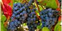 Garnacha tintorera