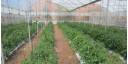 Proyectos de agricultura urbana en Ciudad de México