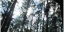 Bosques