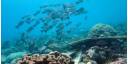 Biodiversidad marina
