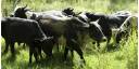 Productoras de miel-urea-bagacillo para alimentación bovina