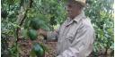 Fruticultura