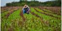 Recuperación de la agricultura