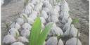Posturas para nuevas plantaciones de coco