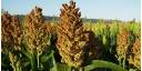 Sorgo