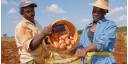 Relevante papel de la agricultura