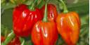 Mercado para productos agrícolas destinados a la exportación