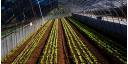 Agricultura: proteger, vigilar y producir