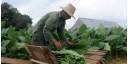 El tabaco, una apuesta a futuro