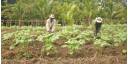 Agroforestal 