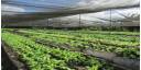 Por más producción de alimentos