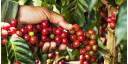 Café cubano multiplica su demanda