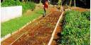 Áreas o fincas de semillas de los diferentes cultivos