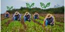 Actualizan daños en la agricultura por el paso de tormenta tropical Eta
