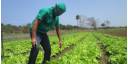 Dejar atrás complejo año agrícola