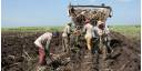 Impulsan siembra de caña agricultores orientales