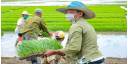 Mecanización, ciencia y otros retos para el cultivo del arroz