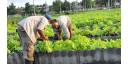 Agricultura urbana, gestión de alta prioridad