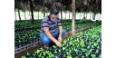 Serranía de Granma reverdece con rescate cafetalero