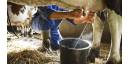 Incrementar esfuerzos para producir más leche