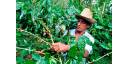 Vistazo económico por Cuba (27 de noviembre)