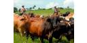 Vistazo económico por Cuba (20 enero)