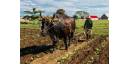 Vistazo económico por Cuba 28/4