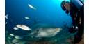 Cuba: Nadar con tiburones, una aventura única