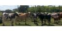 Agricultura, la recuperación se toma su tiempo
